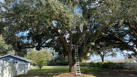 tree trimming lakeland fl|arborist lakeland fl.